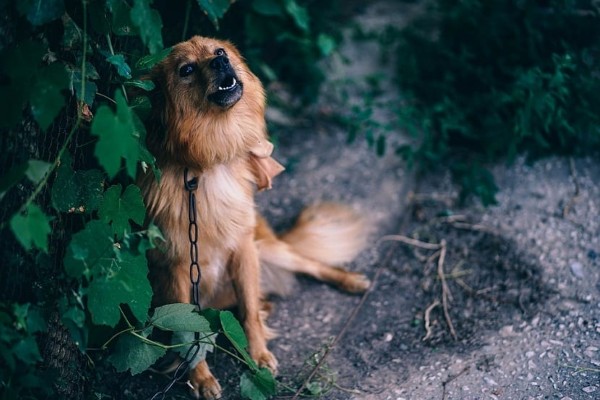 Chó hú liên tục vào ban đêm