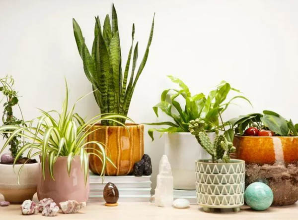 Những lưu ý khi chọn cây cảnh cho người mệnh Thủy