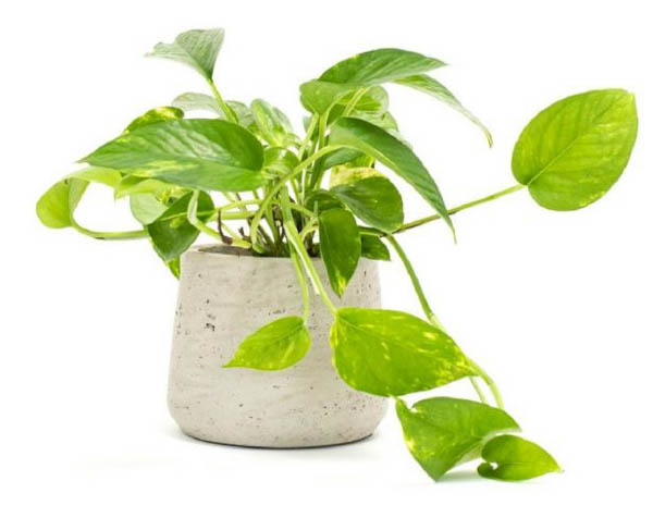 Cây Trầu Bà