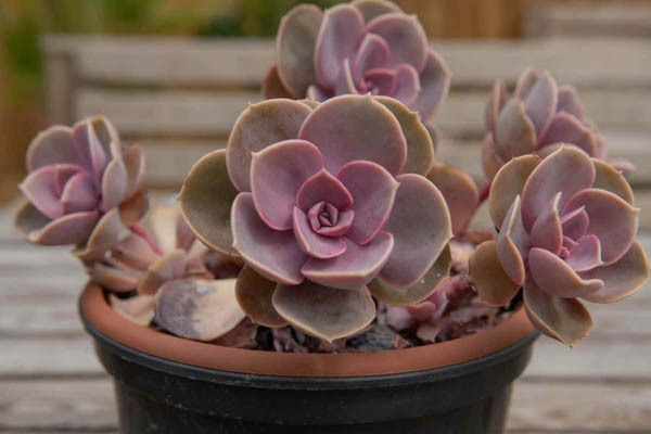 Sen đá Echeveria Perle Von Nürnberg